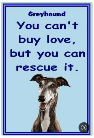 greyhound rescue